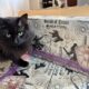 Scroll of Peace: An MLA TTRPG Game Released